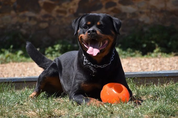 Attestation Aptitude Chien Le Mans Permis De D Tention Staff Rottweiler