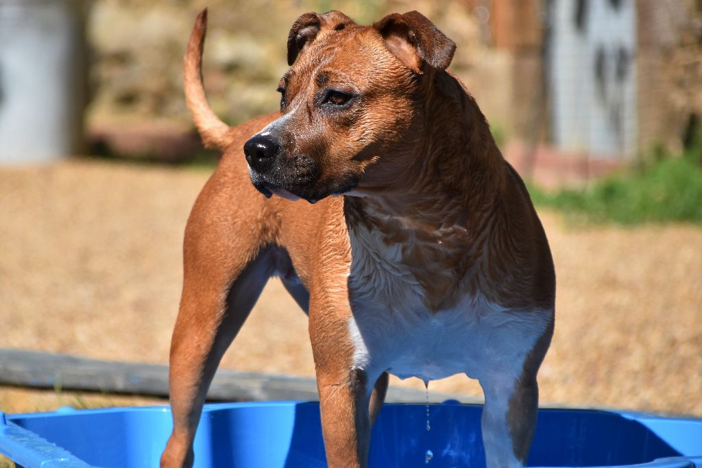 chiens-American-Staffordshire-Terrier-370a28ae-132e-9b64-357f-17d72e89d047_min