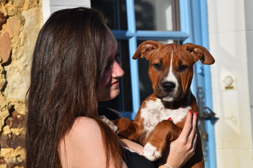 chiens-American-Staffordshire-Terrier-bbf380f3-bdee-77a4-0dcd-eff5bebcee08_min