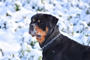 chiens-Rottweiler-10060a77-6443-fd54-2dec-512af107e334_min