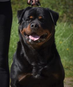 chiens-Rottweiler-96b17674-cf83-27e4-b929-a5421f02e2fa_min (1)