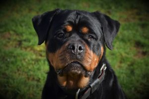 chiens-Rottweiler-fe89eea4-a1a6-9f44-b501-17f2bd11819d_min